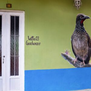 Guacharaca