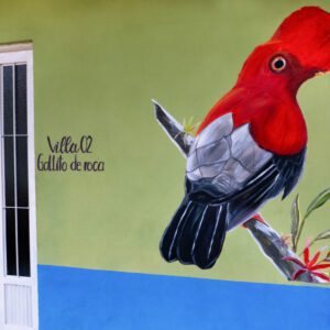 Gallito de Roca