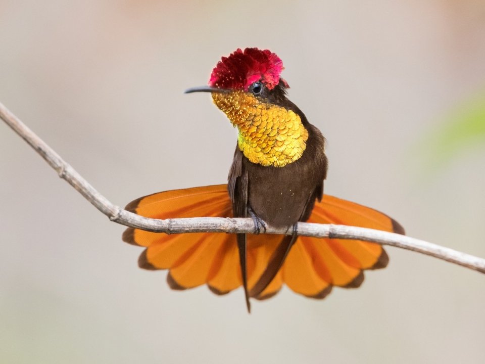 colibri cabeza de rubi