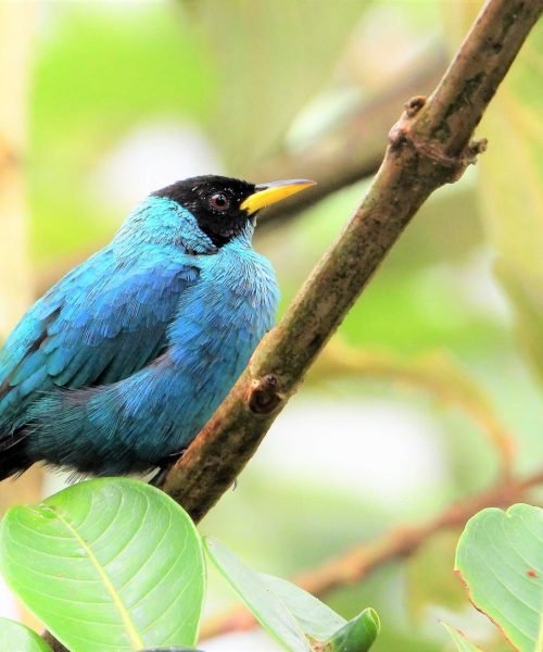 MIELERO VERDE MACHO