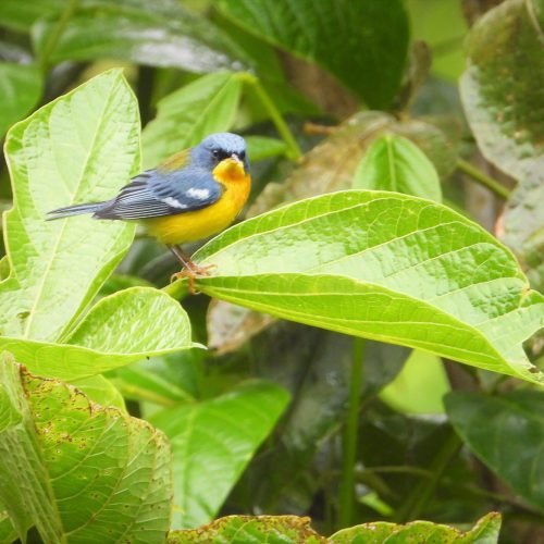 REINITA TROPICAL
