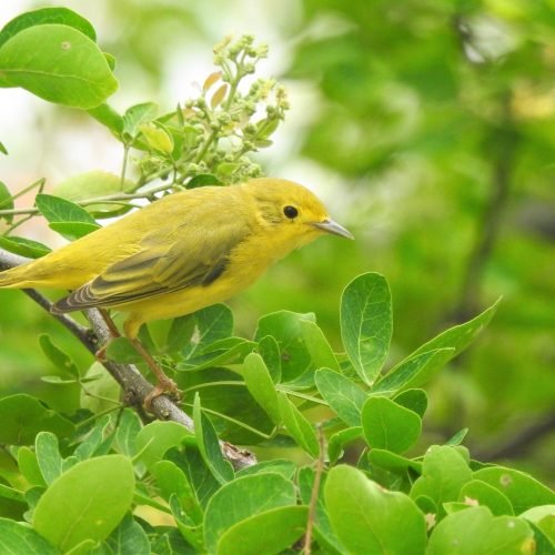 REINITAAMARILLA I01 P346