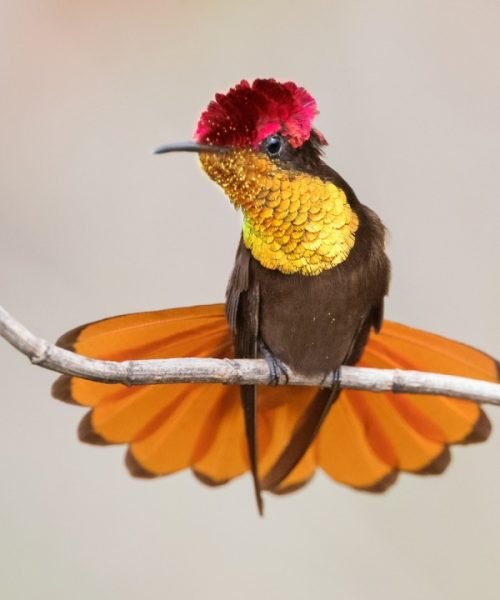 colibri cabeza de rubi