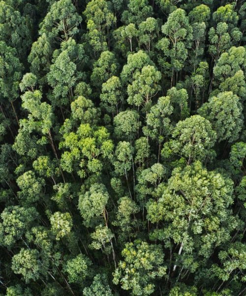 An overhead aerial shot of a thick forest with beautiful trees and greenery